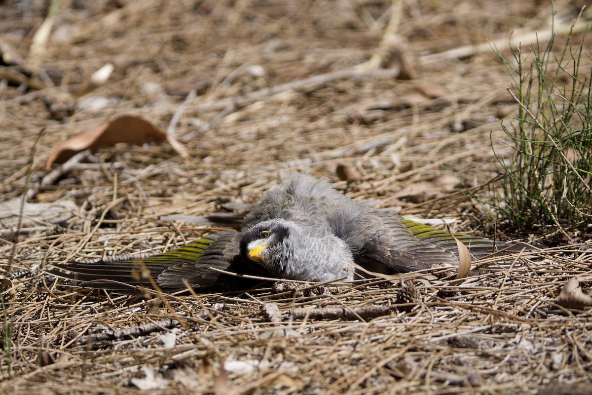 クロガオミツスイ - ML647455494