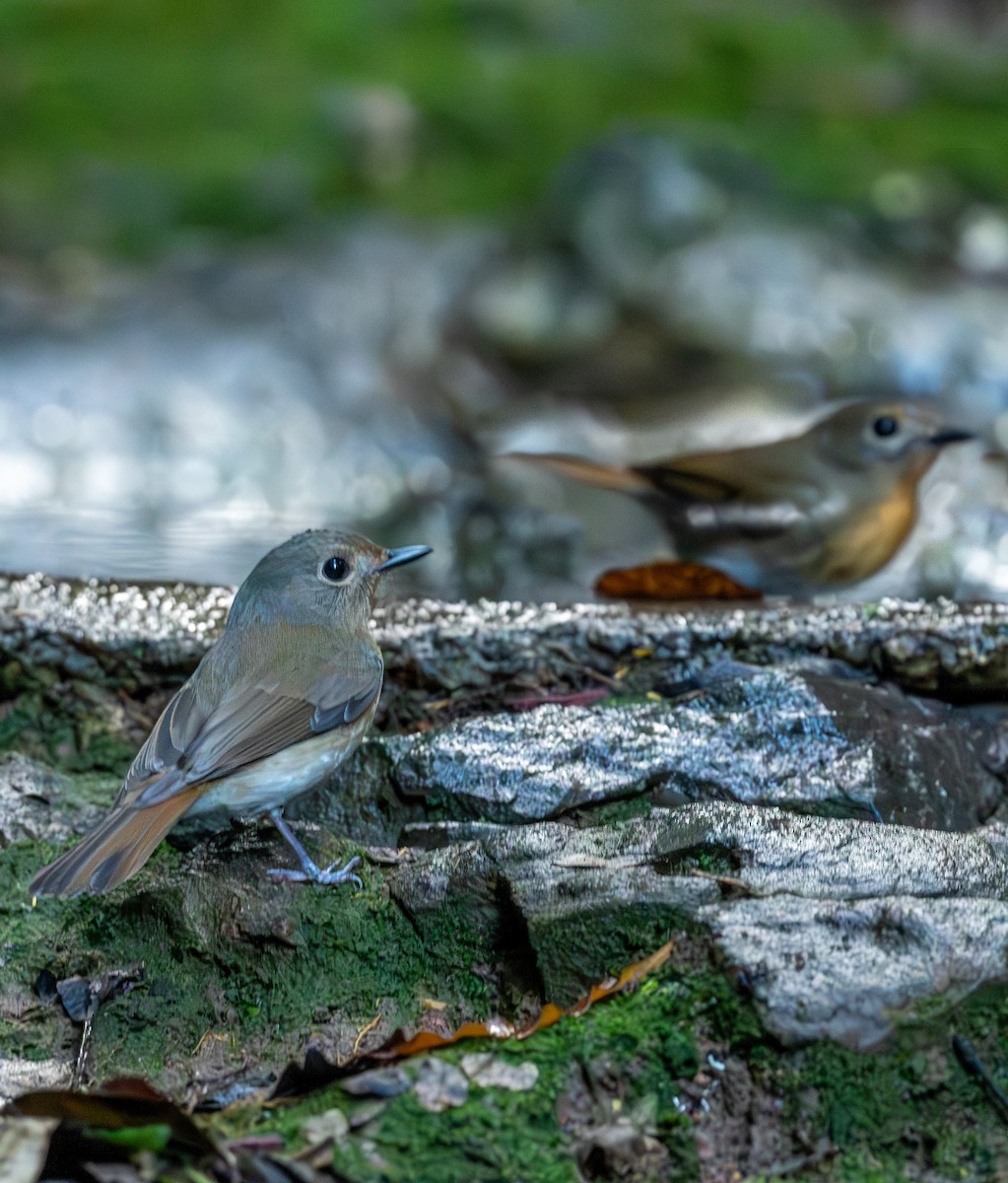 チュウゴクヒメアオヒタキ - ML647455496