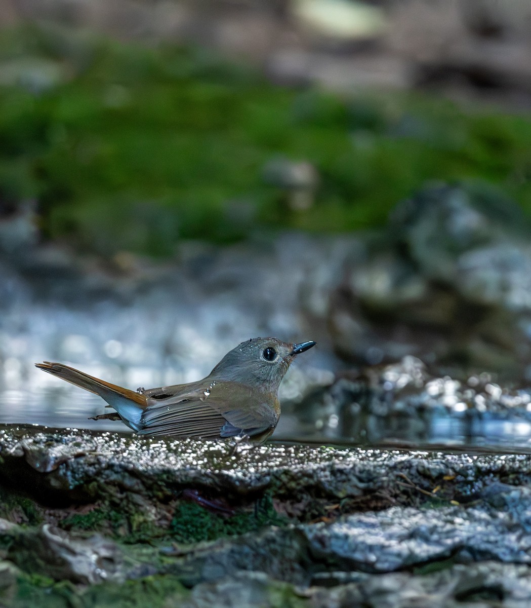 チュウゴクヒメアオヒタキ - ML647455497