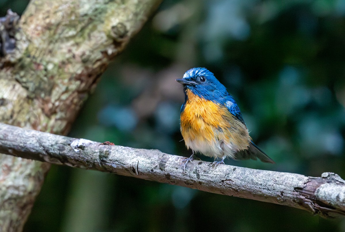 チュウゴクヒメアオヒタキ - ML647455499