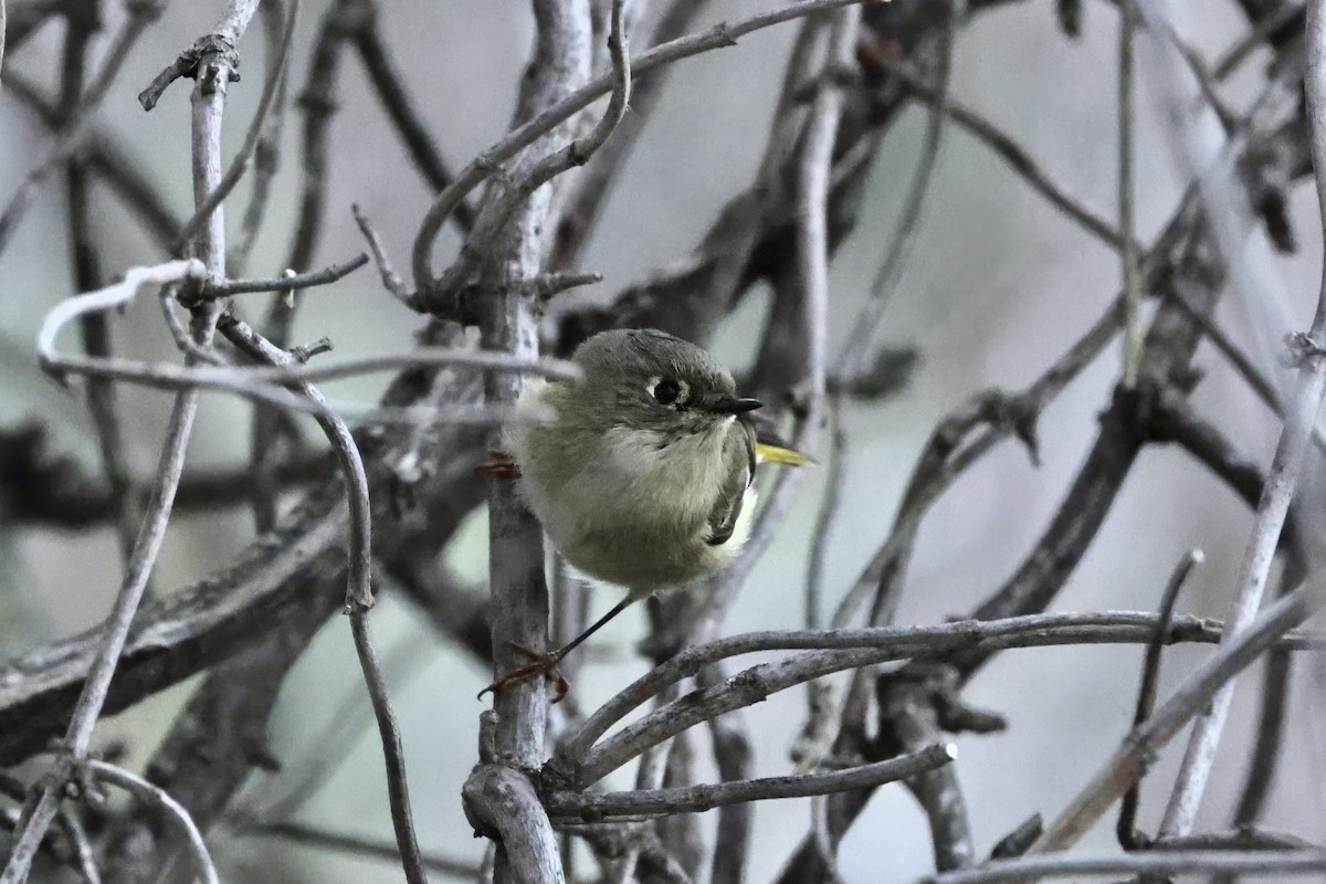 ルビーキクイタダキ - ML647455500