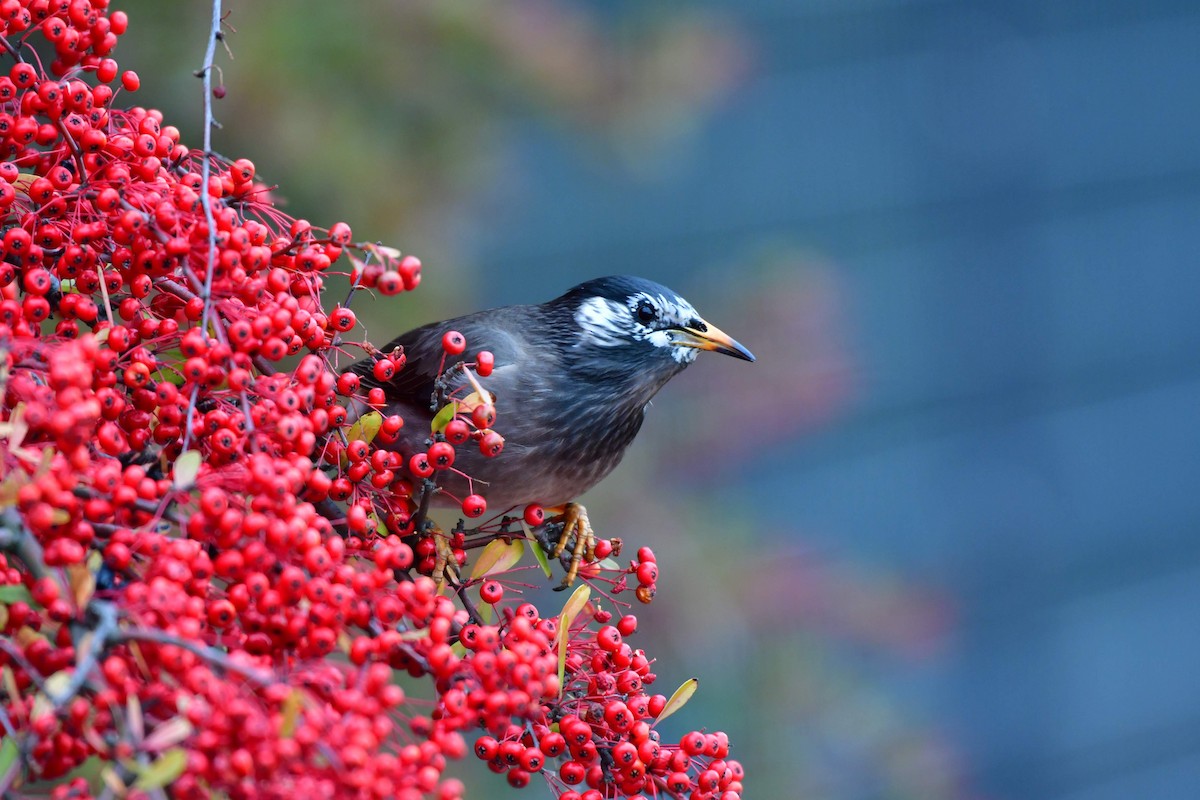 sotstær - ML647455501