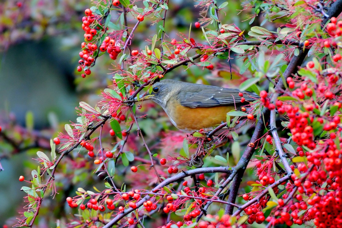 brunhodetrost - ML647455502