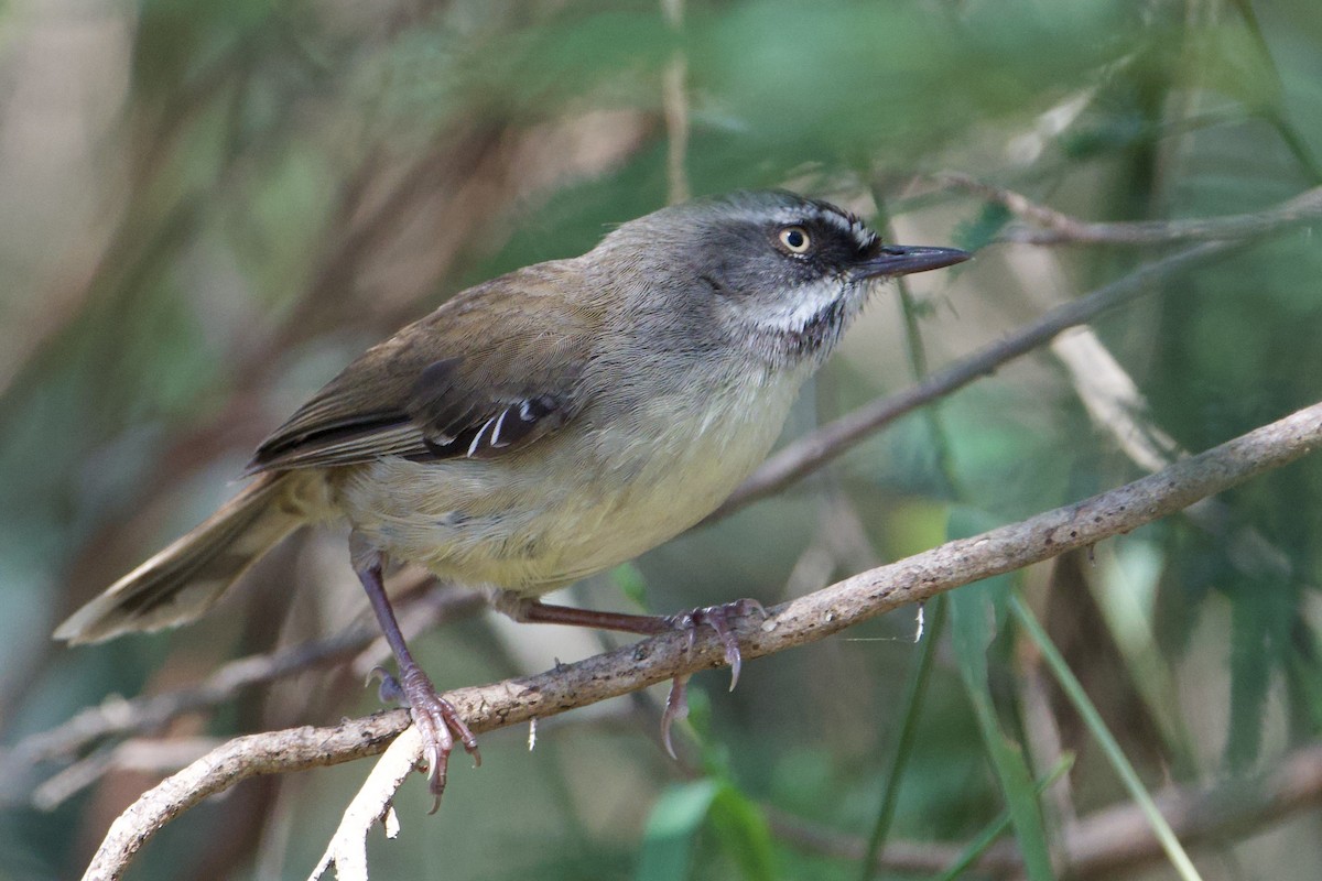 hvitbrynkrattsmett - ML647455503