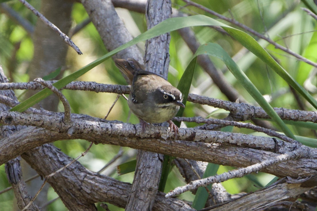 hvitbrynkrattsmett - ML647455504