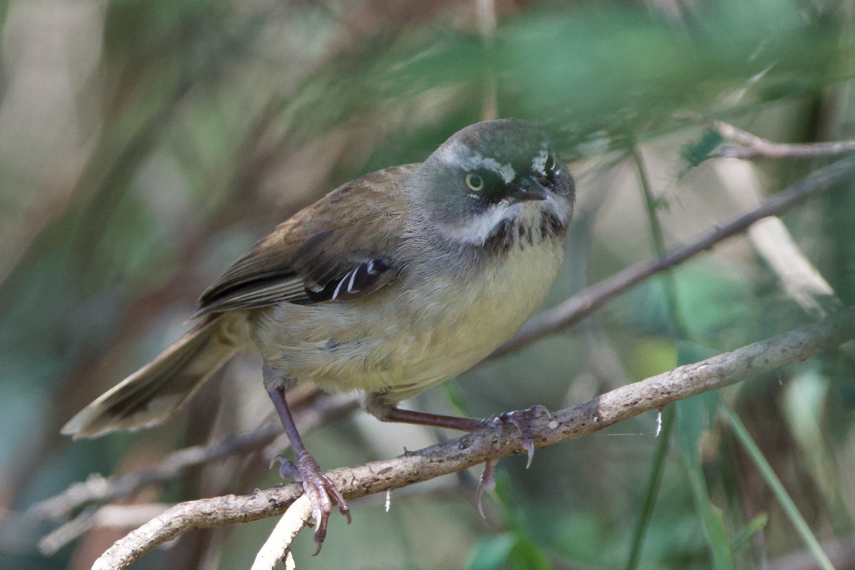 hvitbrynkrattsmett - ML647455505