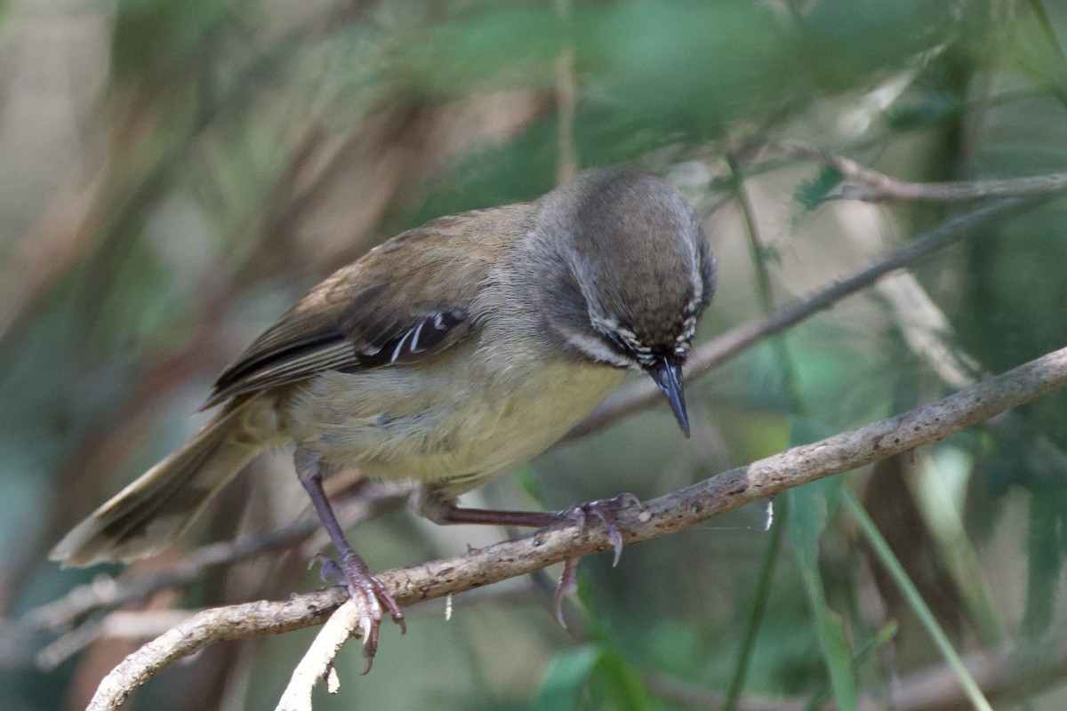 hvitbrynkrattsmett - ML647455506