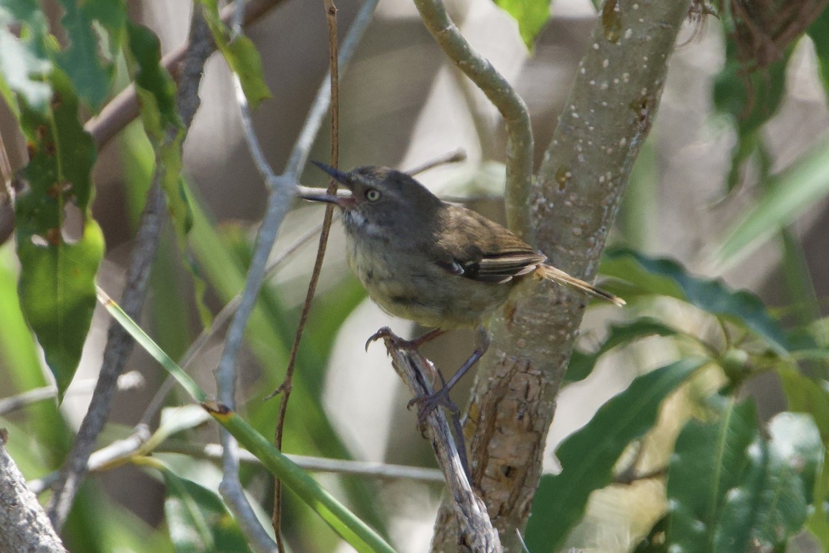 hvitbrynkrattsmett - ML647455507