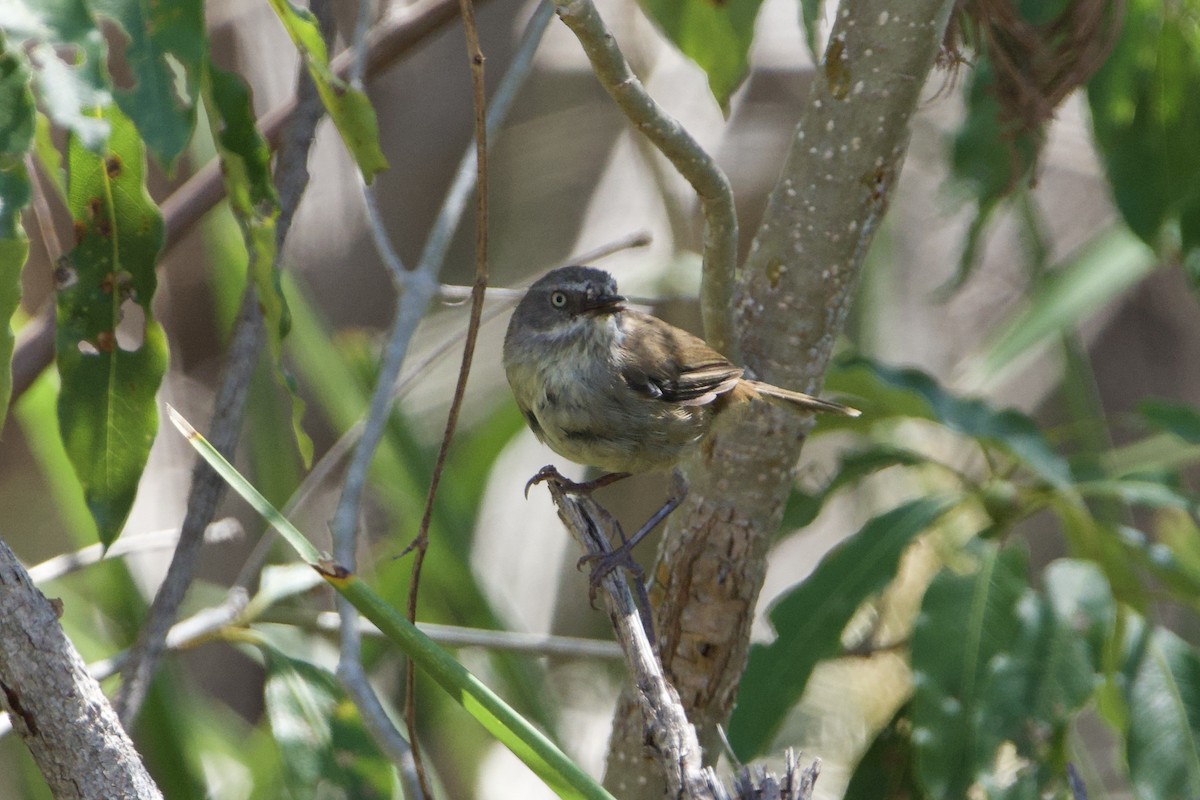 hvitbrynkrattsmett - ML647455508