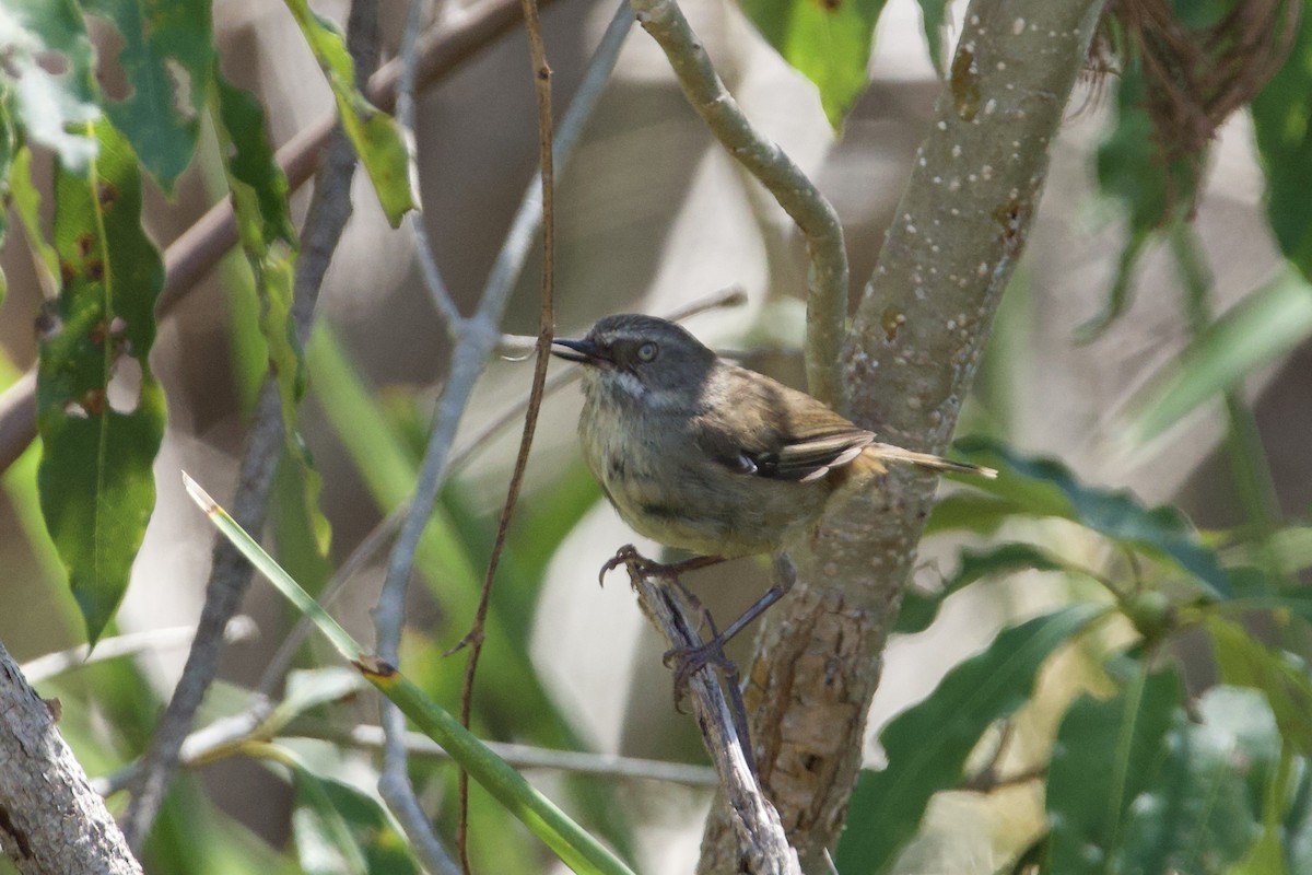 hvitbrynkrattsmett - ML647455509