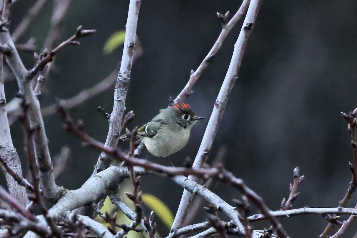 rubinfuglekonge - ML647455511