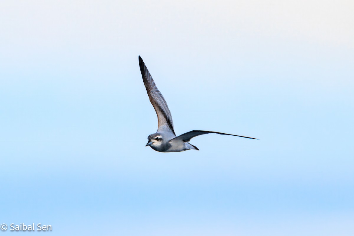 antarktishvalfugl - ML647455512