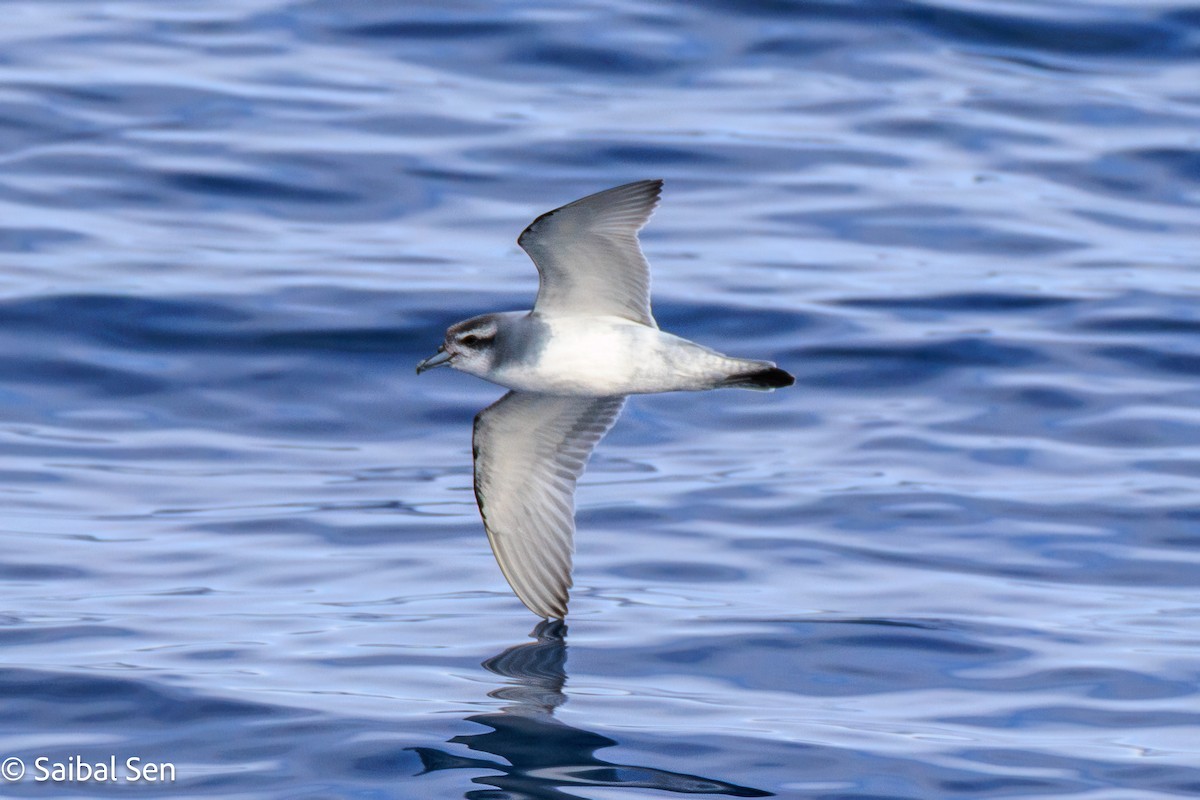 antarktishvalfugl - ML647455513