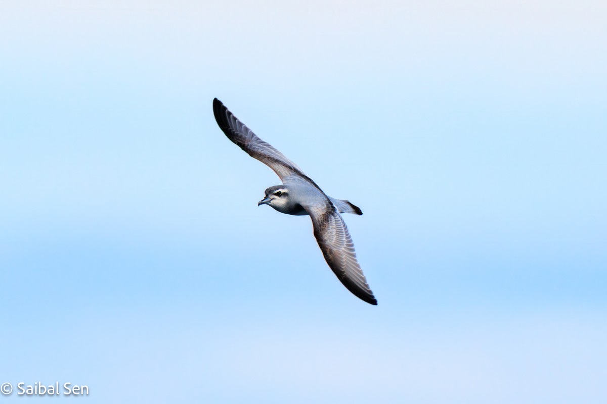 antarktishvalfugl - ML647455514