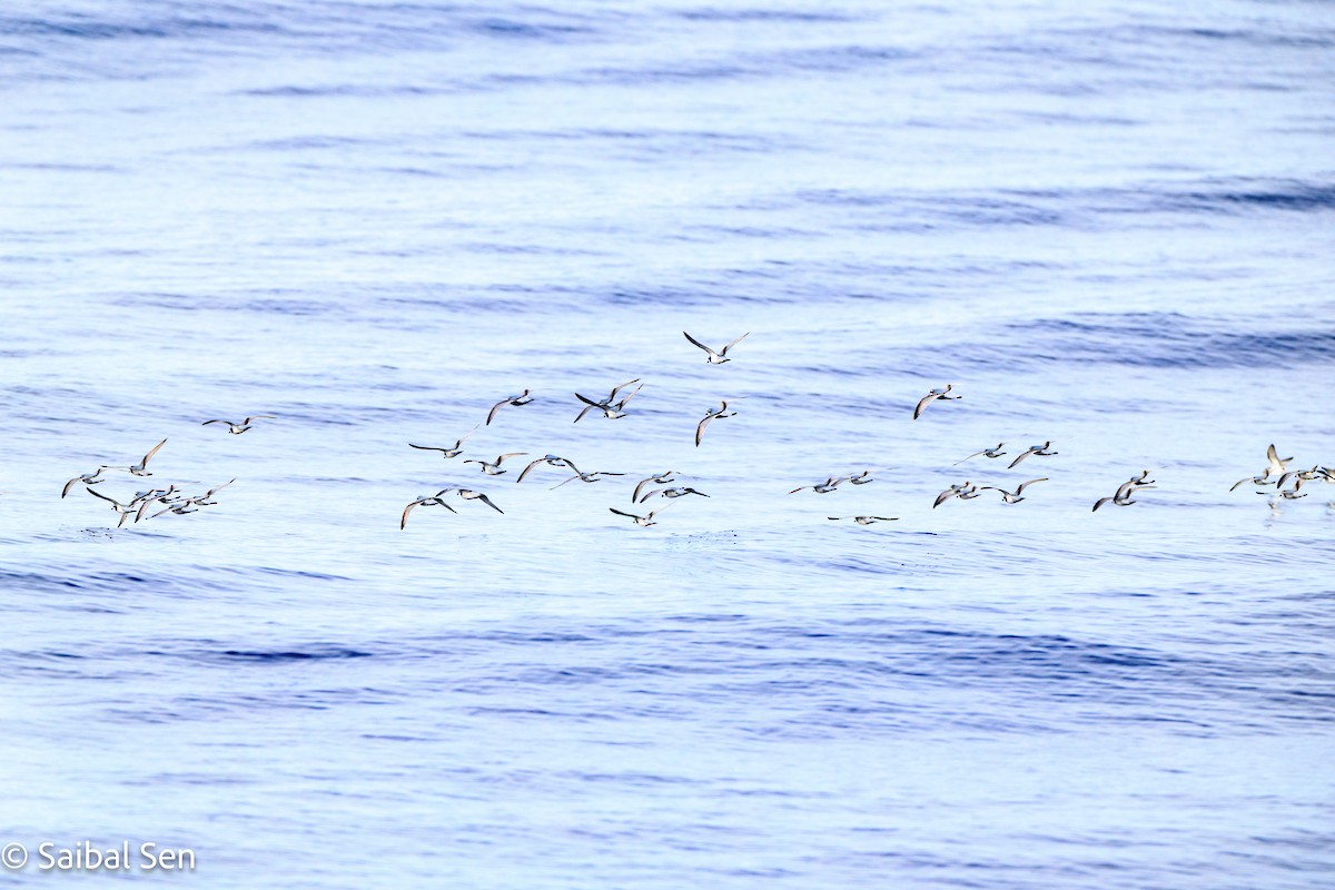 antarktishvalfugl - ML647455515