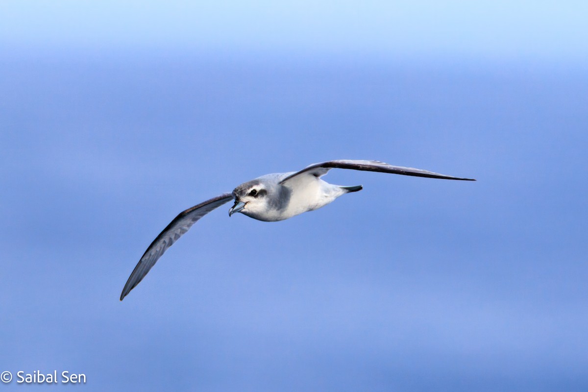 antarktishvalfugl - ML647455516