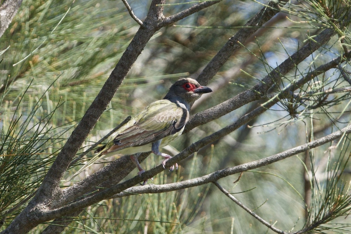 australiafikenfugl - ML647455518