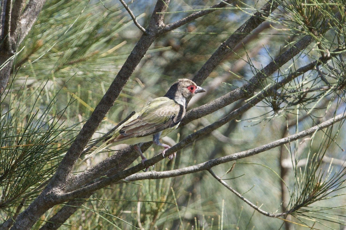 australiafikenfugl - ML647455519