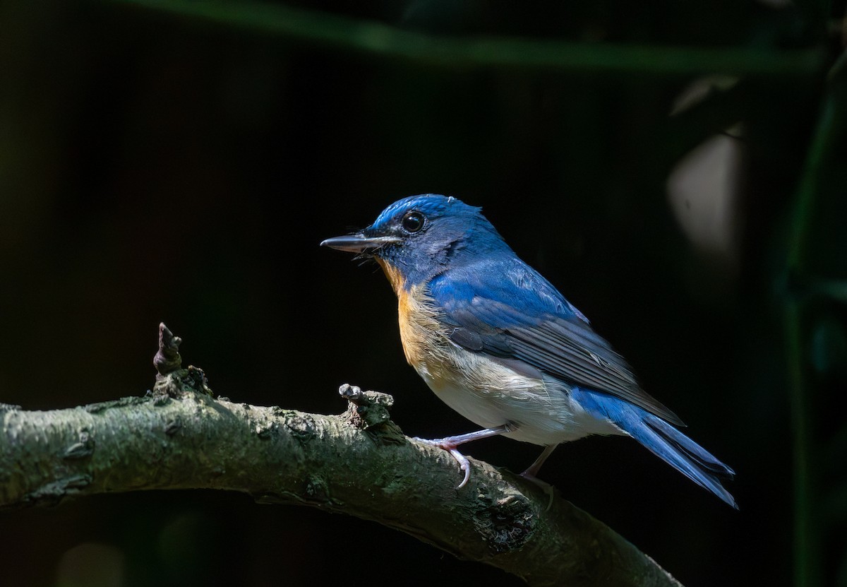 apsarafluesnapper - ML647455521