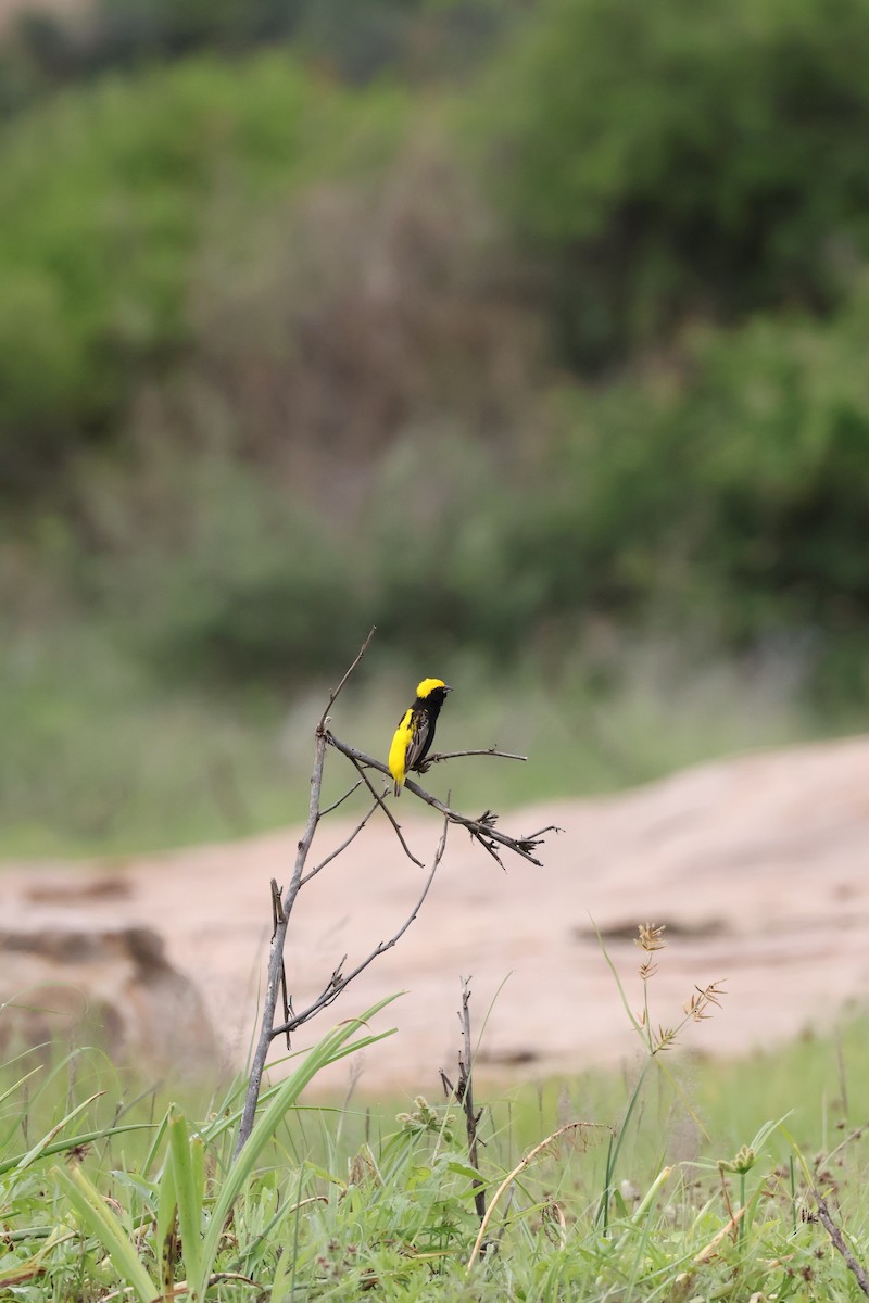 gulkronebisp - ML647455528