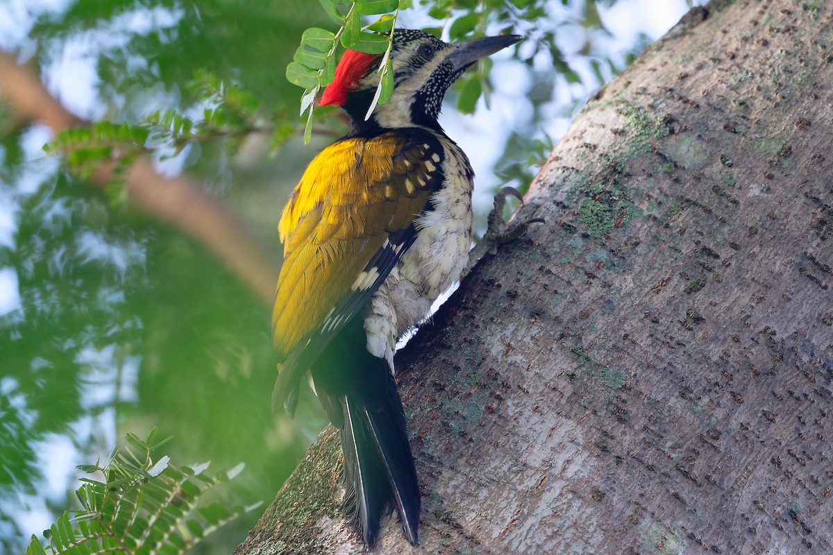 bengalspett - ML647455529