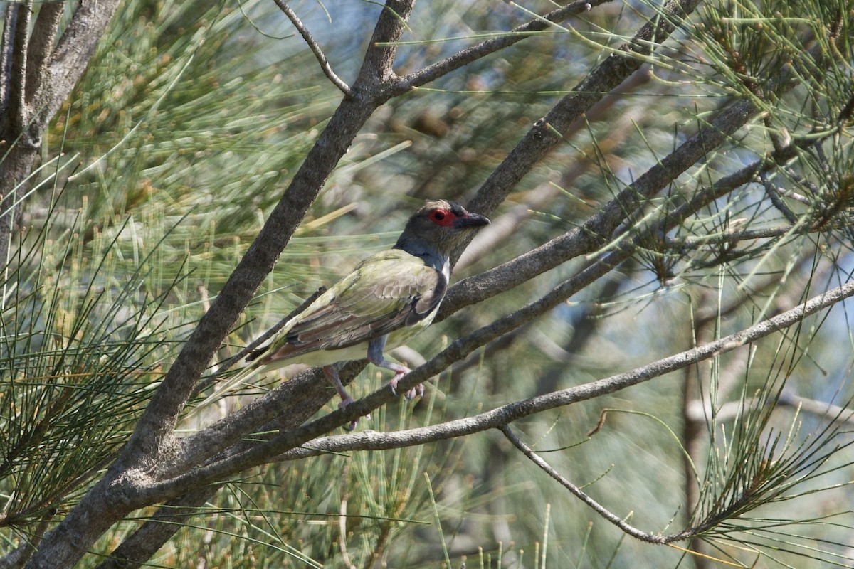 australiafikenfugl - ML647455530