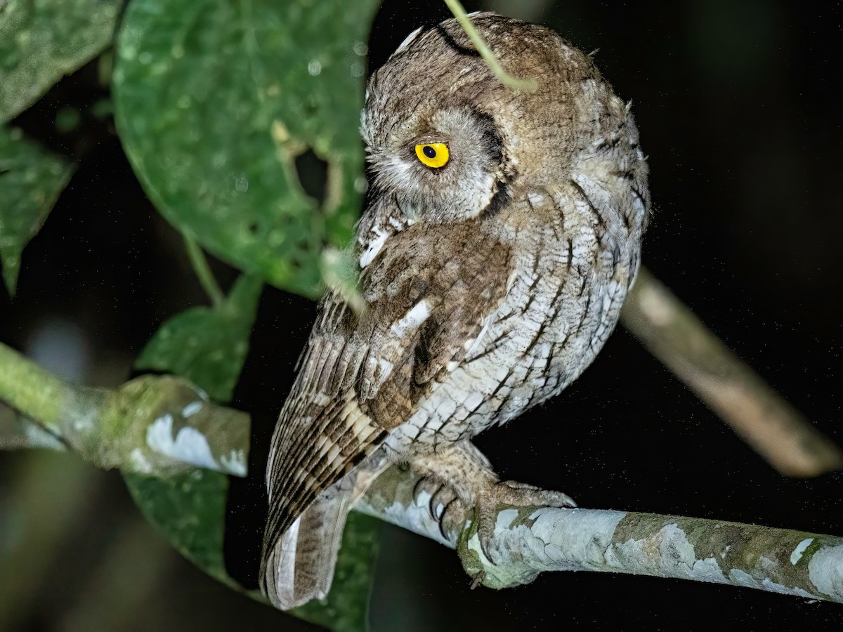 tropeugle - ML647455531