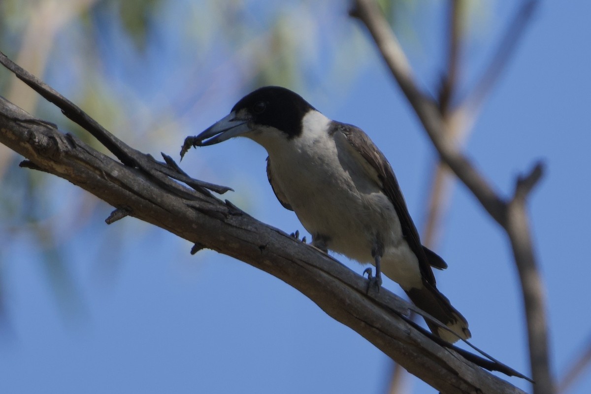 gråryggslakterfugl - ML647455532