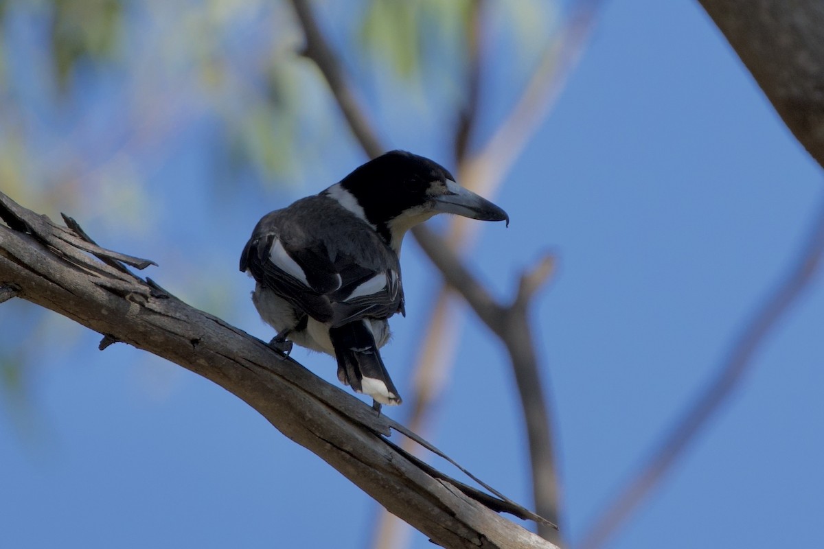 gråryggslakterfugl - ML647455533