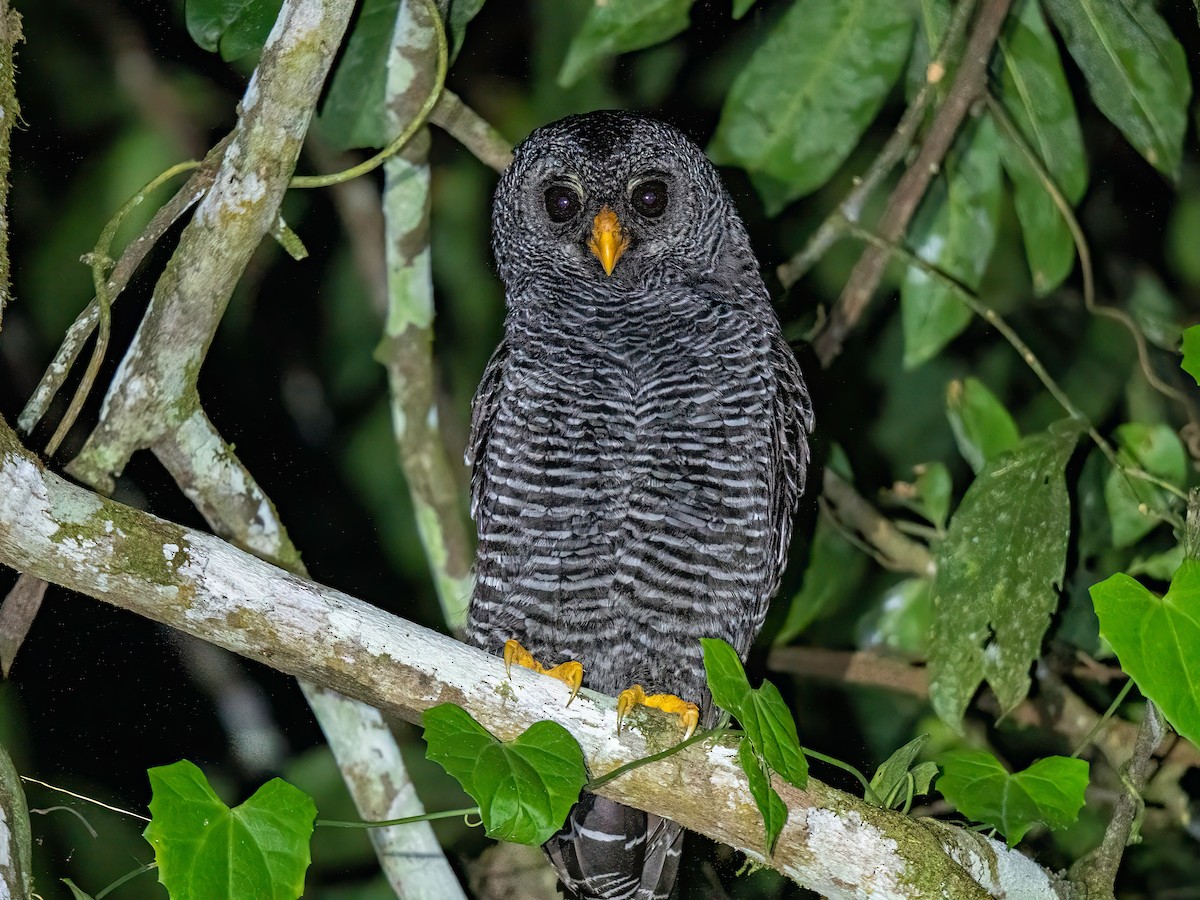 gitterugle - ML647455534