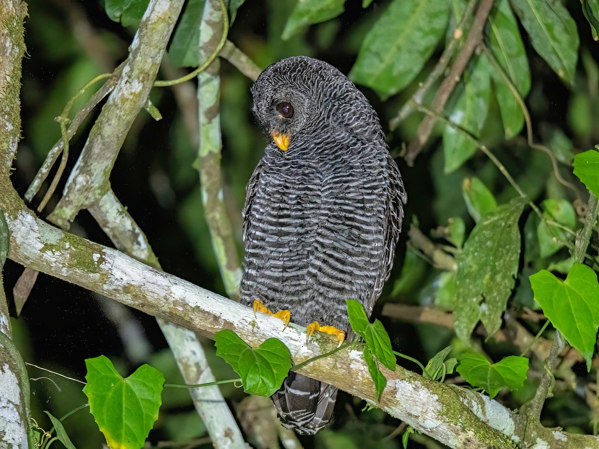 gitterugle - ML647455535