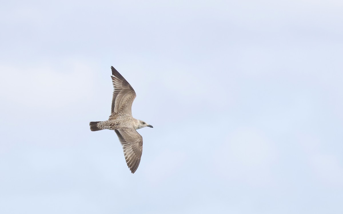 Kaio iluna - ML647455555