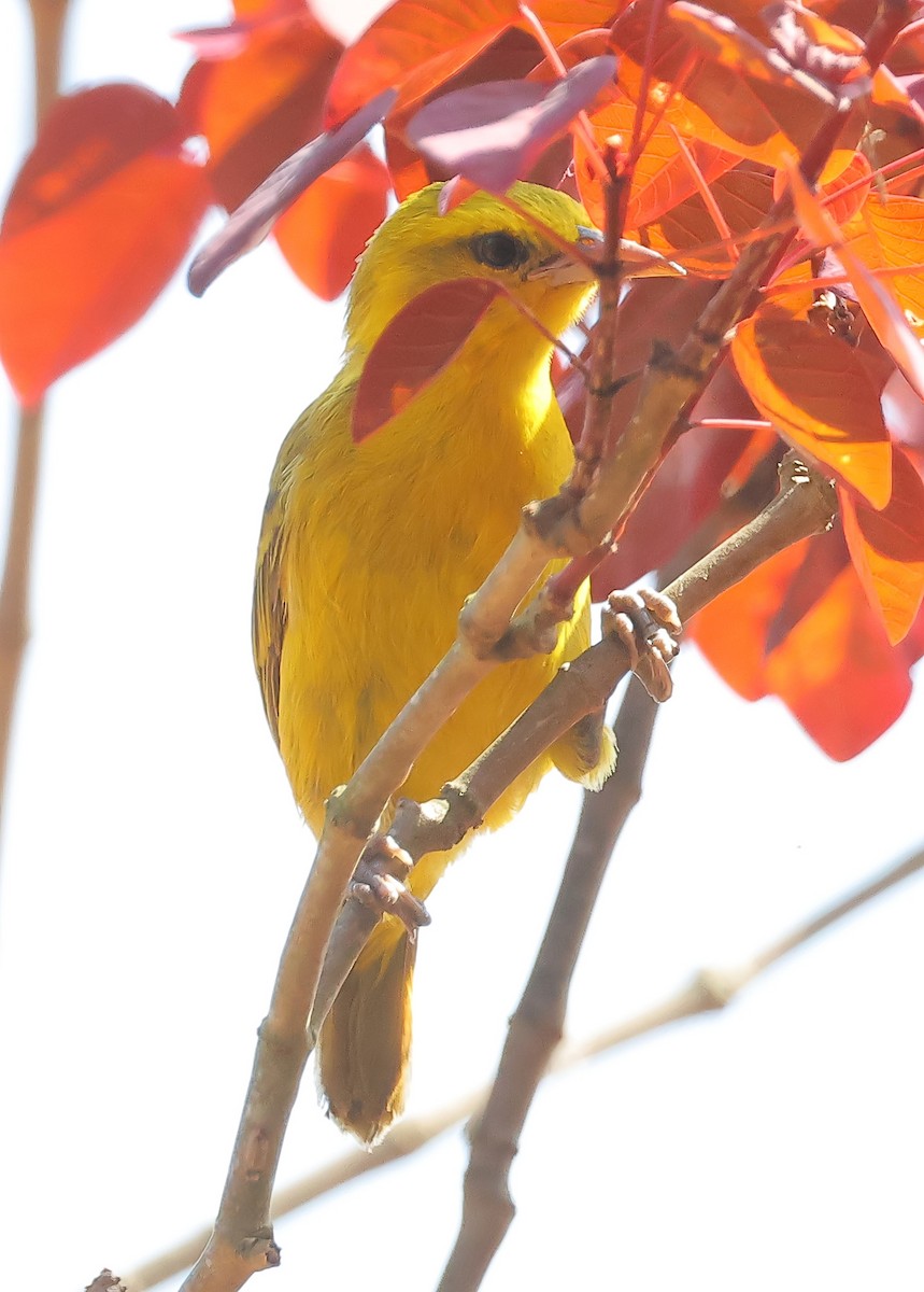 Slender-billed Weaver - ML647455560