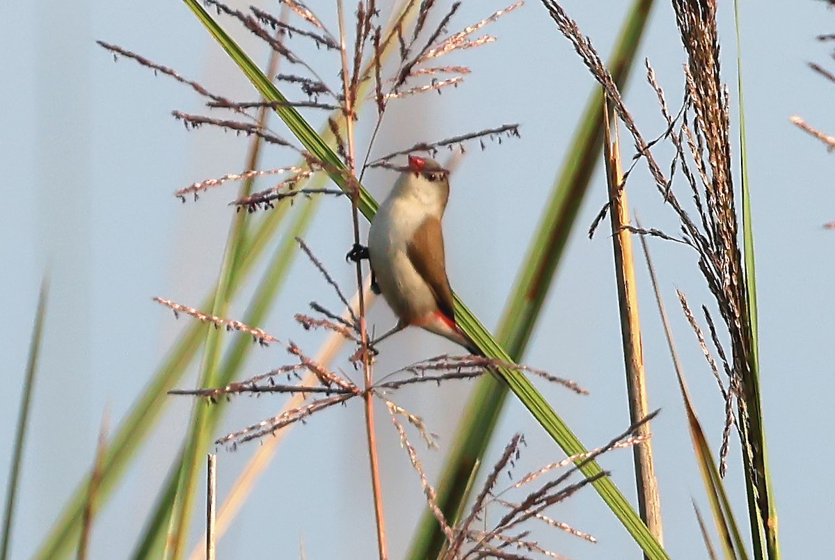 Fawn-breasted Waxbill - ML647455580
