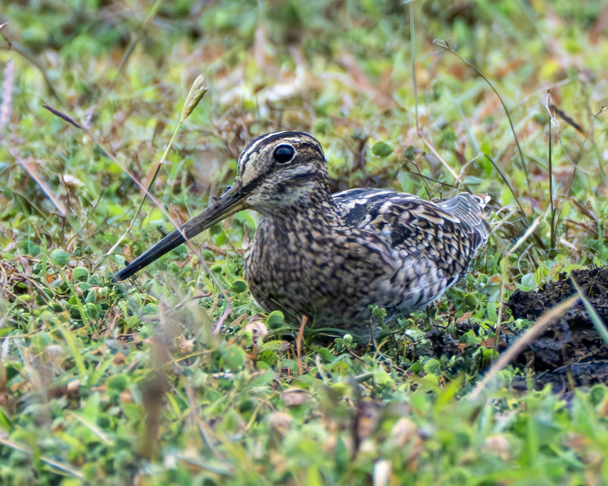ハリオシギ - ML647455583