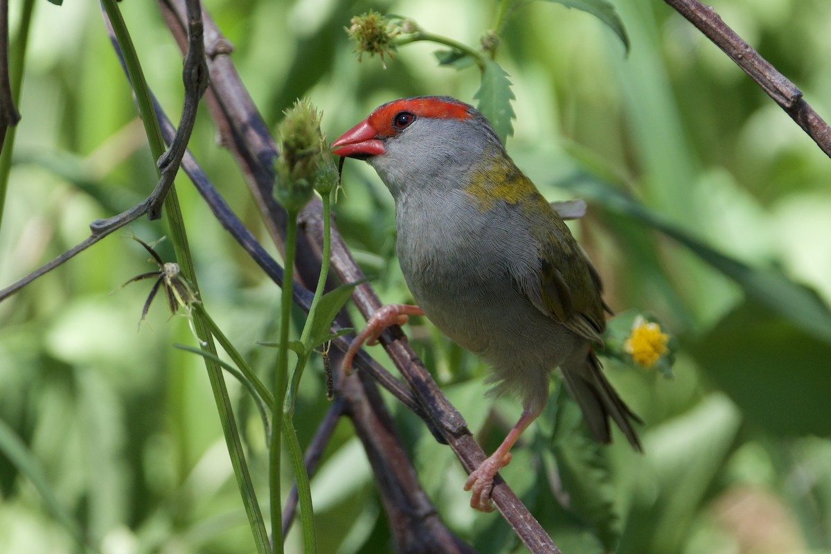Red-browed Firetail - ML647455585