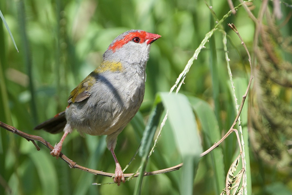 Red-browed Firetail - ML647455586