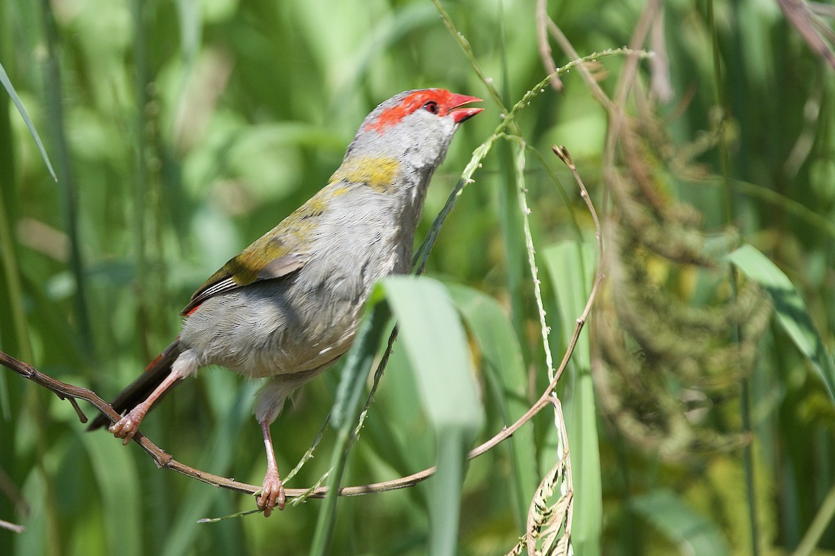 Red-browed Firetail - ML647455587