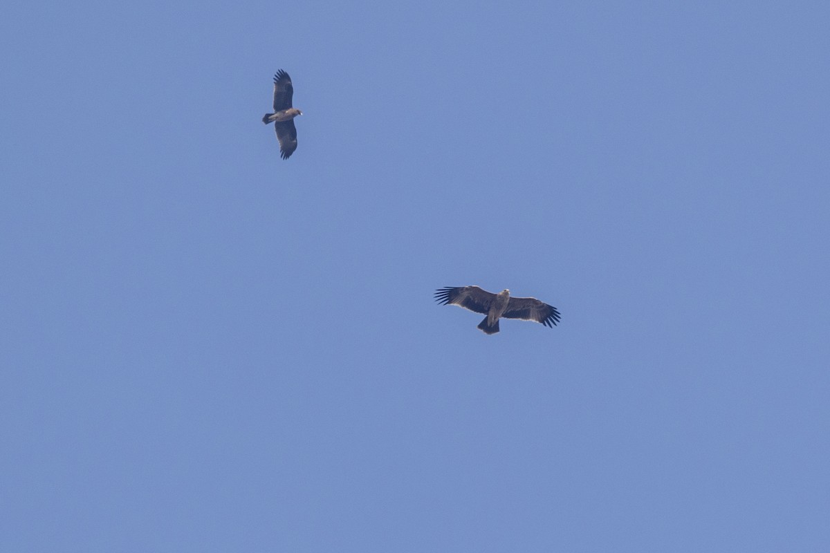 עיט שמש - ML647455601