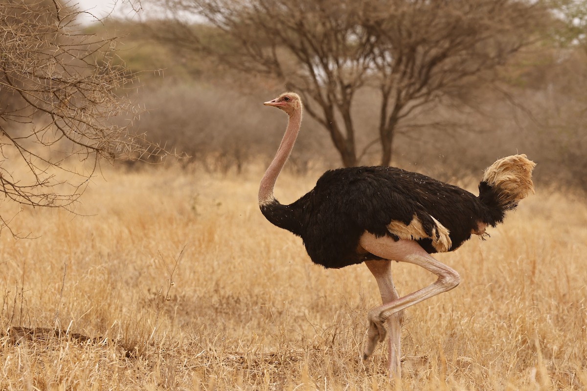 יען אפריקני - ML647455607