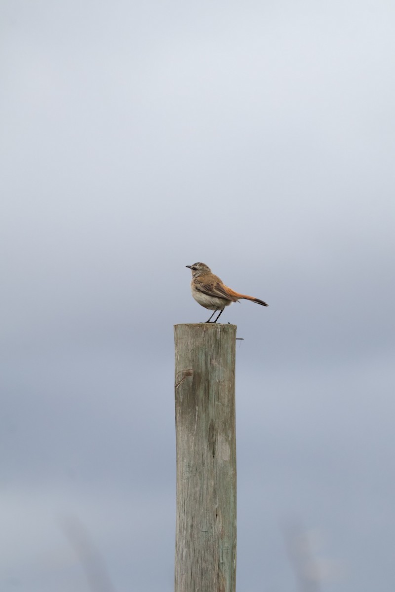 Kalahari Scrub-Robin - ML647455626