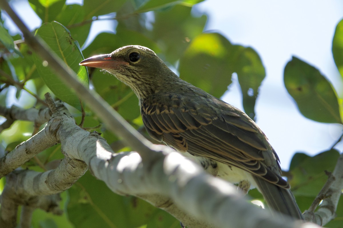 Olive-backed Oriole - ML647455627