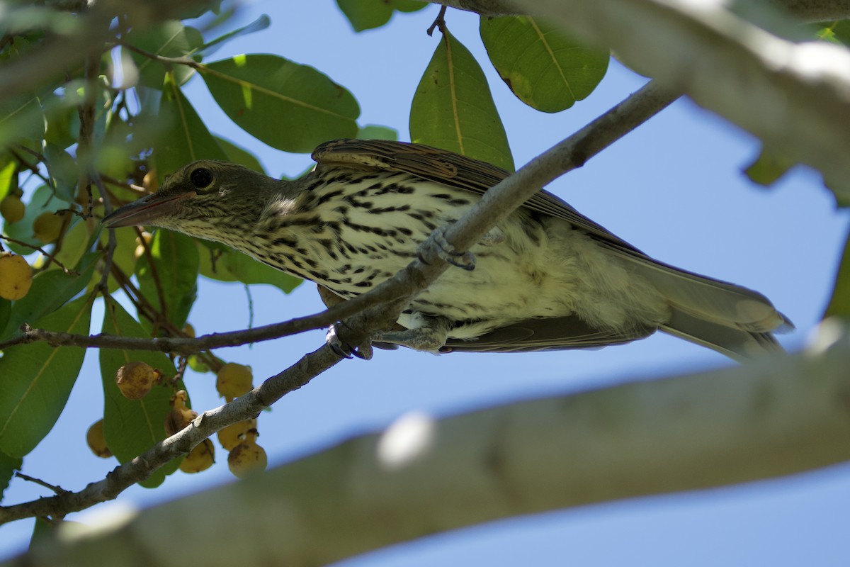 Olive-backed Oriole - ML647455628