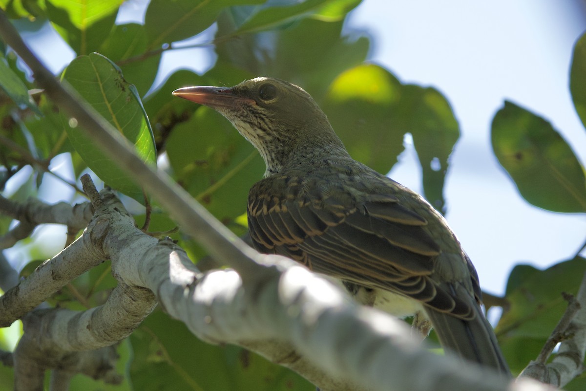 Olive-backed Oriole - ML647455630