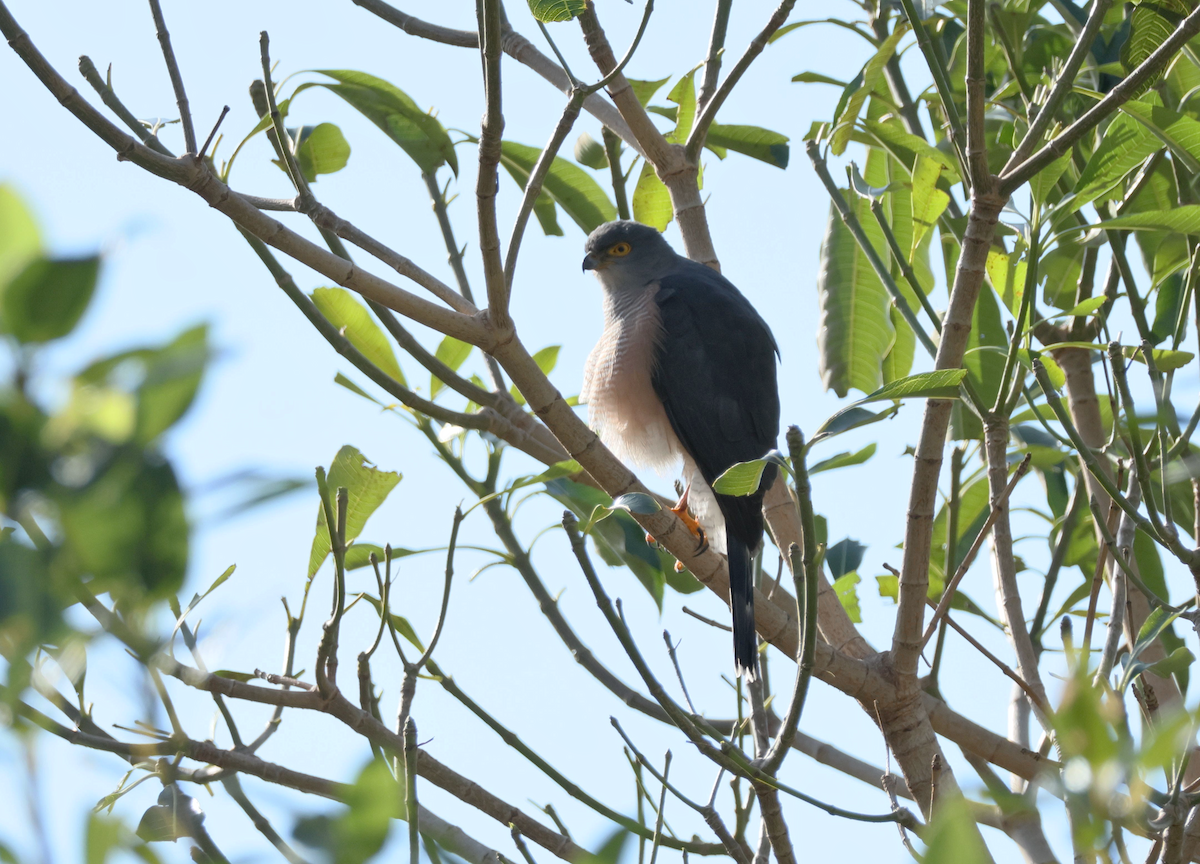 African Goshawk (Southern) - ML647455631