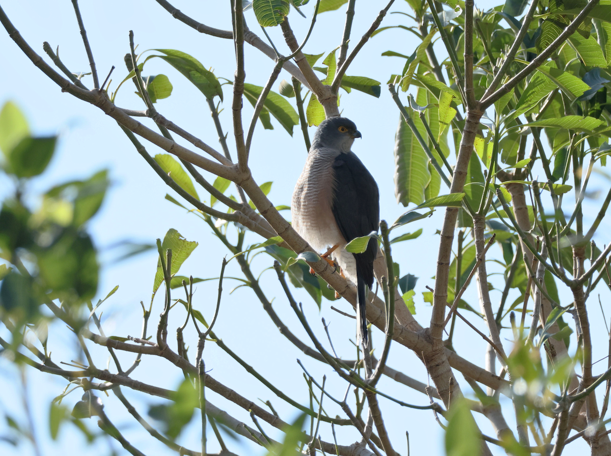 African Goshawk (Southern) - ML647455632