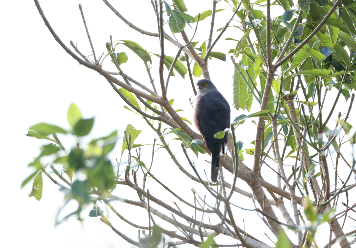 African Goshawk (Southern) - ML647455633