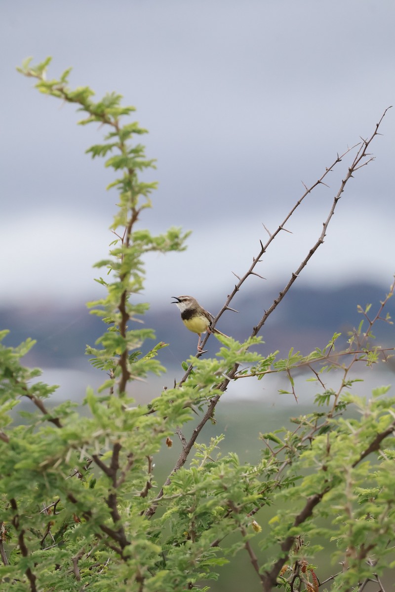 Black-chested Prinia - ML647455636