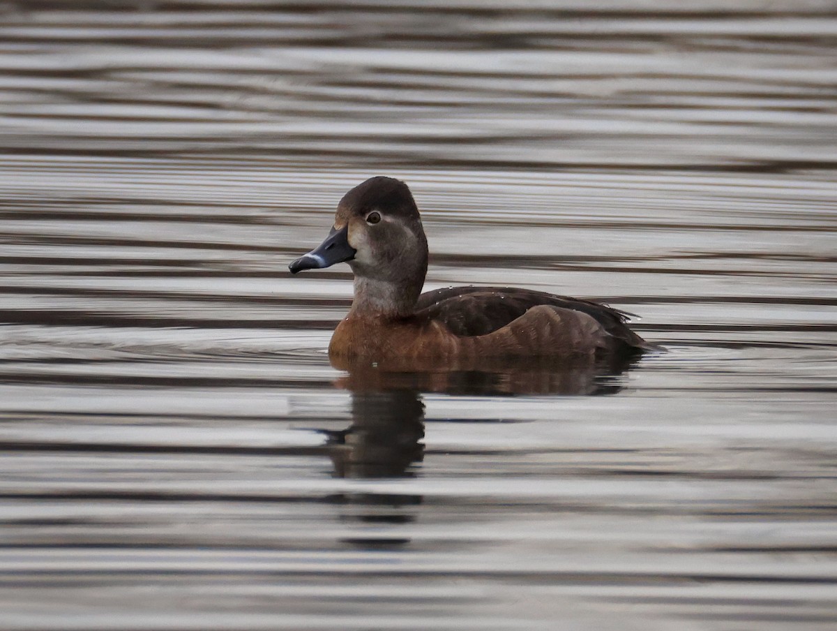 צולל צווארון - ML647455638