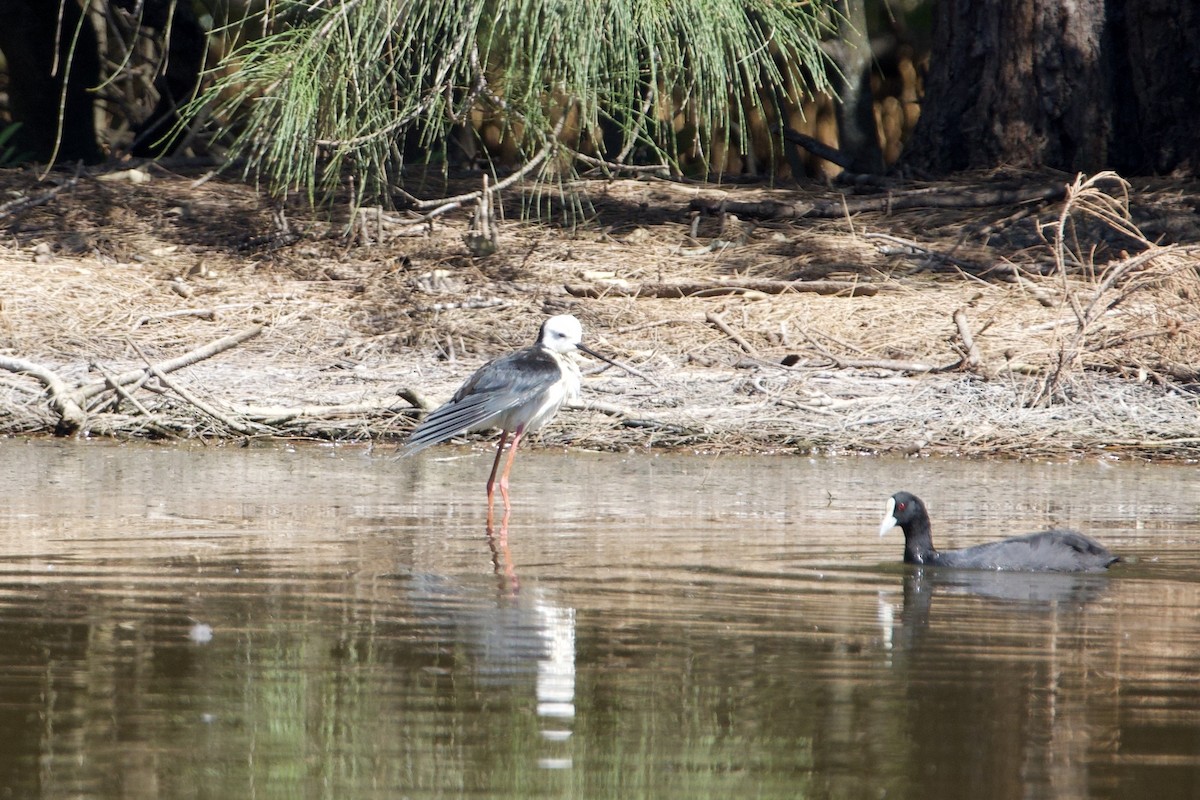 Pied Stilt - ML647455639
